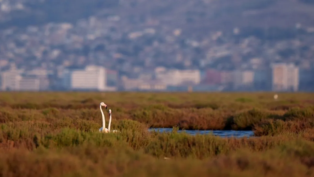 Delta je dom za više od 250 vrsta ptica, a zimi ugošćuje oko 80.000 ptica. 