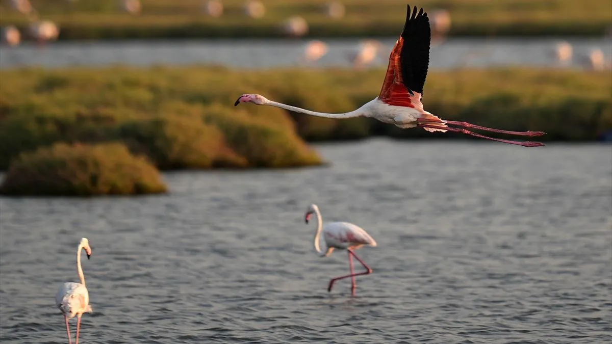 Delta je dom za više od 250 vrsta ptica, a zimi ugošćuje oko 80.000 ptica. 