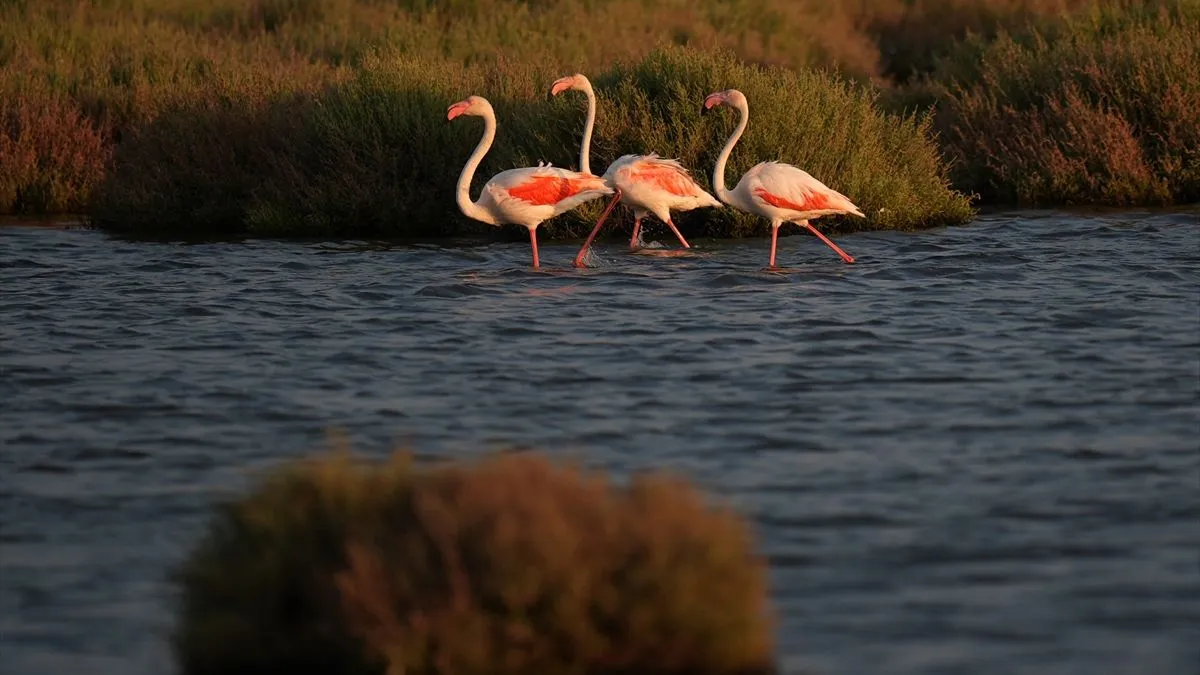 Delta je dom za više od 250 vrsta ptica, a zimi ugošćuje oko 80.000 ptica. 