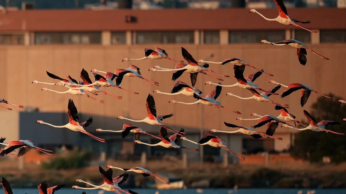 Delta je dom za više od 250 vrsta ptica, a zimi ugošćuje oko 80.000 ptica. 