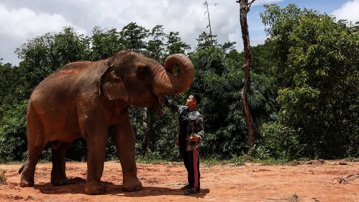 Selo slobode slonova - utočište koje je osnovao dugogodišnji čuvar slonova Non Chai - otvorilo je svoje imanje za posjetioce...