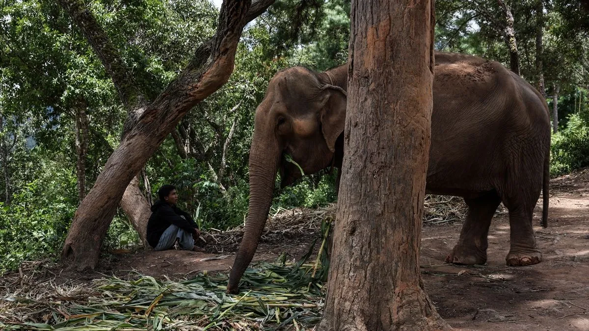 Selo slobode slonova - utočište koje je osnovao dugogodišnji čuvar slonova Non Chai - otvorilo je svoje imanje za posjetioce...