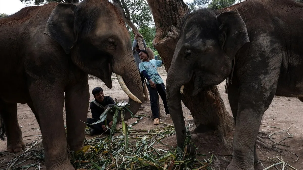 Utočište za slonove u Tajlandu promoviše etički turizam i čuva tradiciju