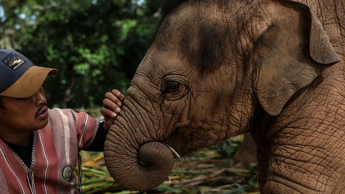 Selo slobode slonova - utočište koje je osnovao dugogodišnji čuvar slonova Non Chai - otvorilo je svoje imanje za posjetioce...