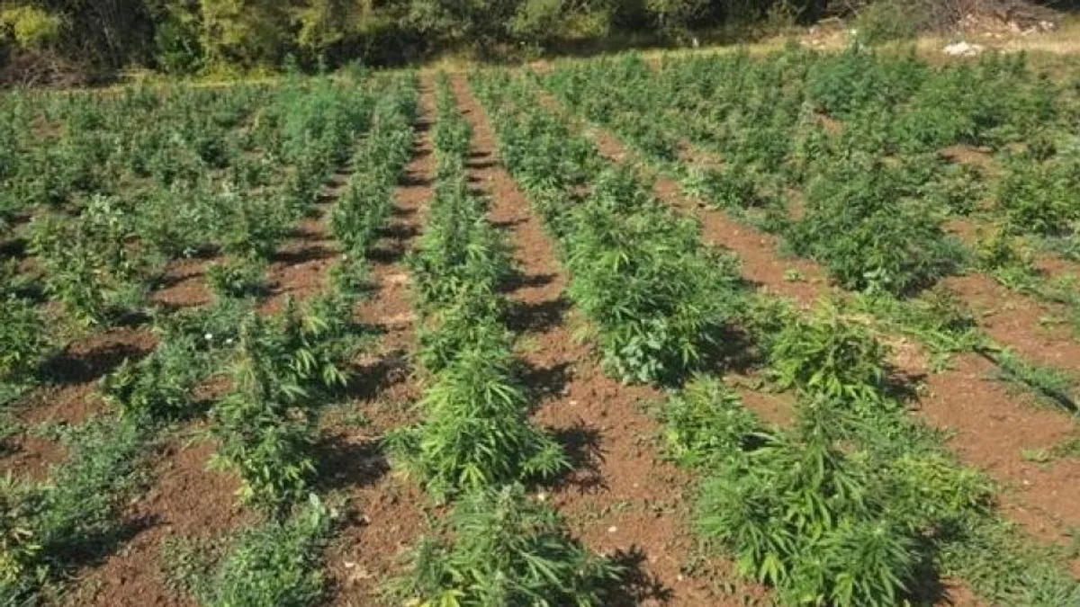 Policija je, u koordinaciji sa nadležnim tužilaštvom, izvršila uviđaj, nakon čega su preduzete dodatne mjere prikupljanja dokaznog materijala, izuzimanja i sječe sadnica kanabisa.