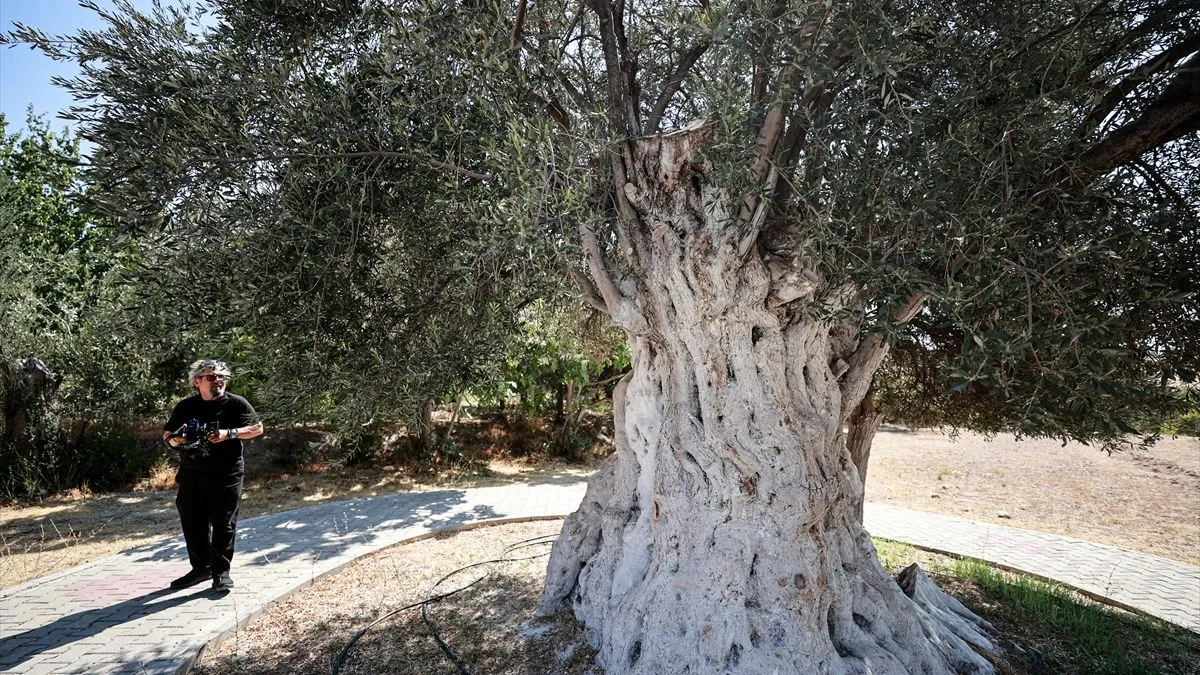 Stablo ima prečnik 178 centimetara, visoko je 5,5 metara, a krošnja promjera 7,5 metara i dalje daje plodove