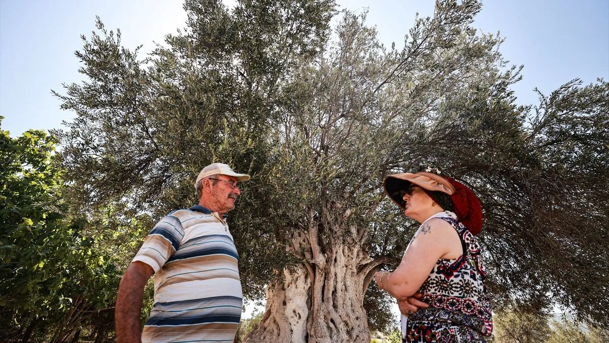 Stablo ima prečnik 178 centimetara, visoko je 5,5 metara, a krošnja promjera 7,5 metara i dalje daje plodove