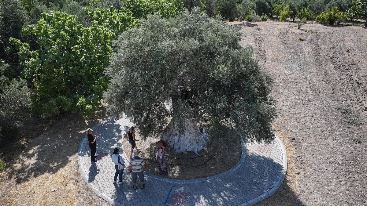 Stablo ima prečnik 178 centimetara, visoko je 5,5 metara, a krošnja promjera 7,5 metara i dalje daje plodove