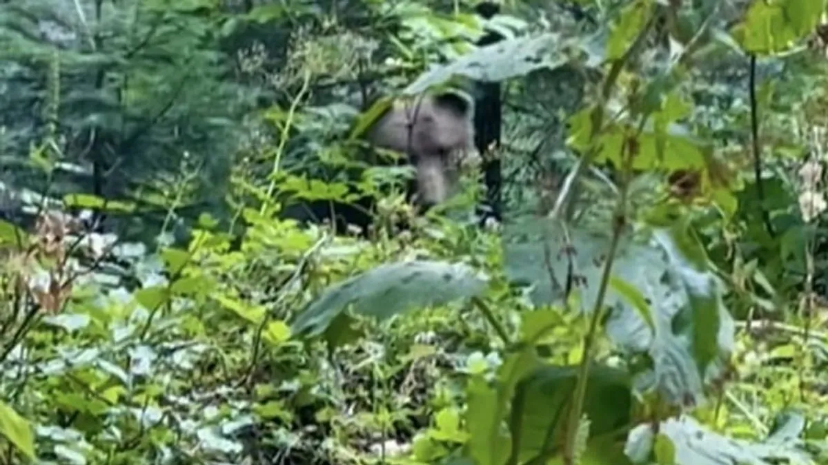 Sve se događalo u ranim jutarnjim satima pa su i medvjed i spasioci bili iznenađeni susretom