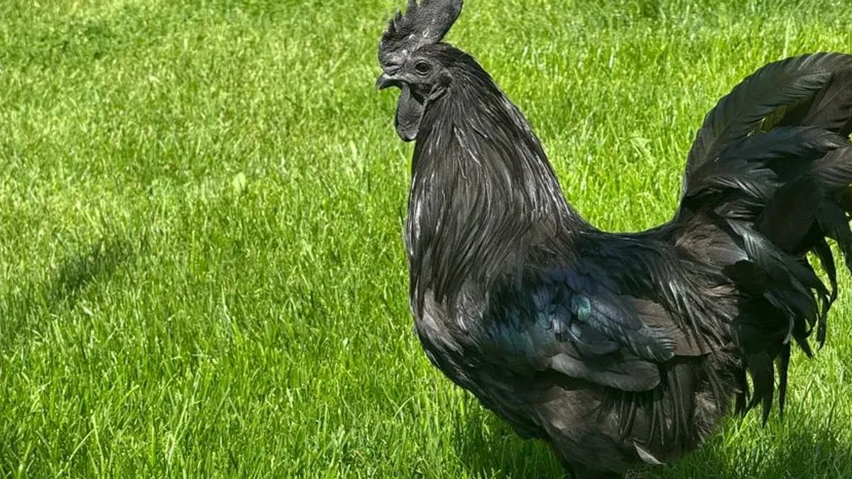 Mujo gaji najskuplje kokoške na svijetu: Cijena me ne zanima