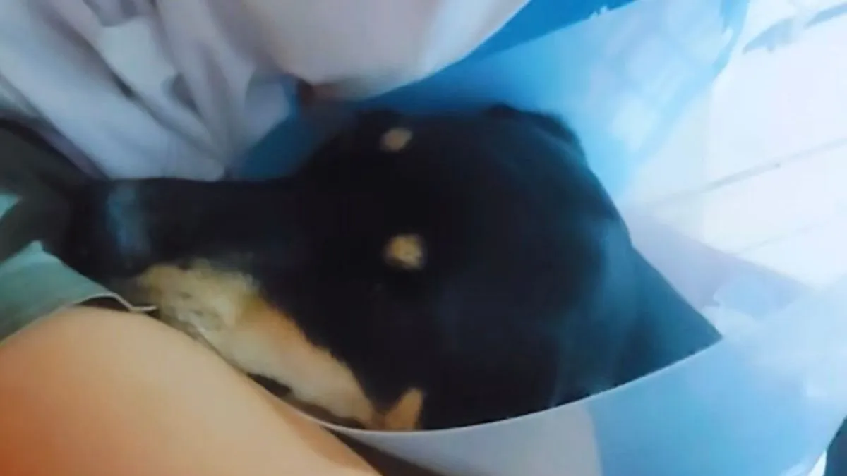 Neko je sebi dao za pravo da ovo uradi jer mu je smetao lavež ili cvilenje - napisala je.