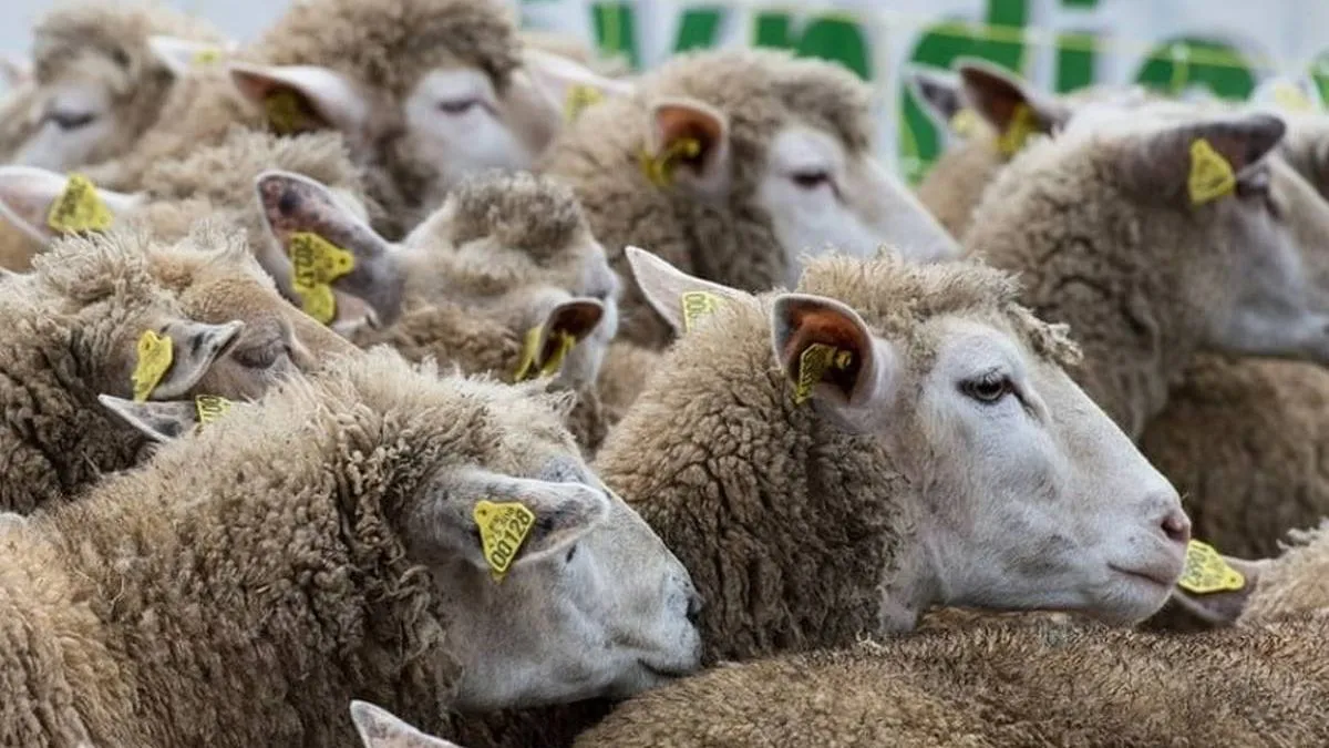 Najosjetljivije su ovce, kod kojih bolest može uzrokovati smrtnost i do 30 posto.