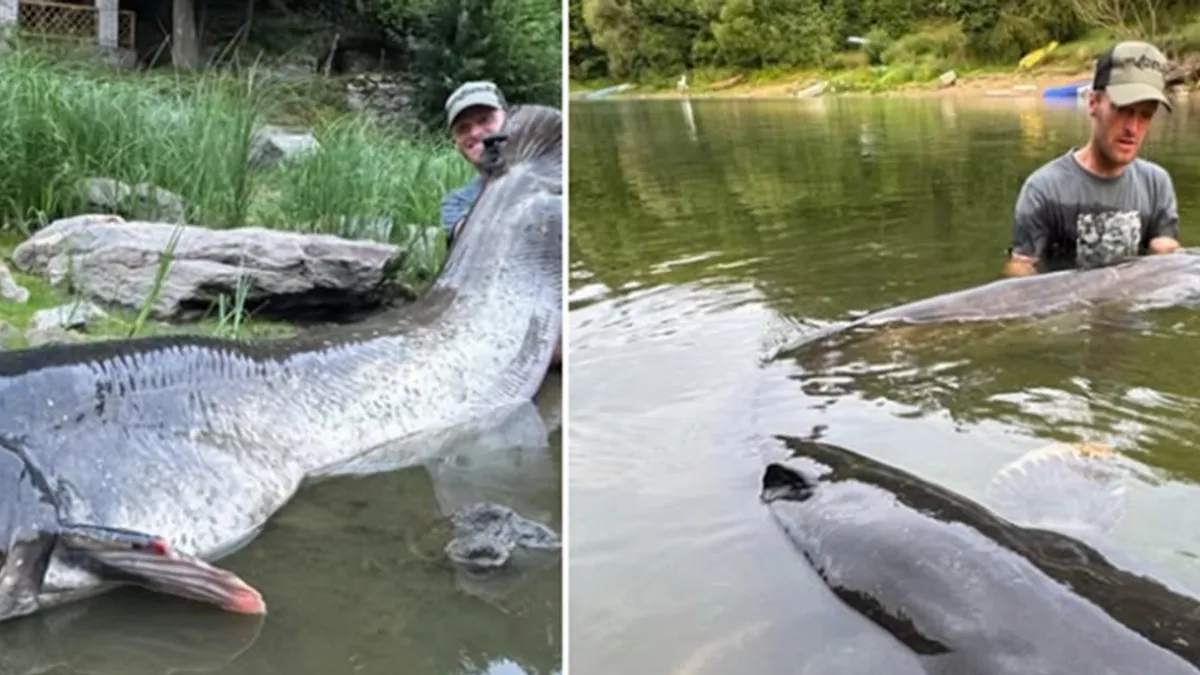 Samo dan ranije, u blizini vikendice svojih poznanika, ulovio je soma dugačkog 250 centimetara
