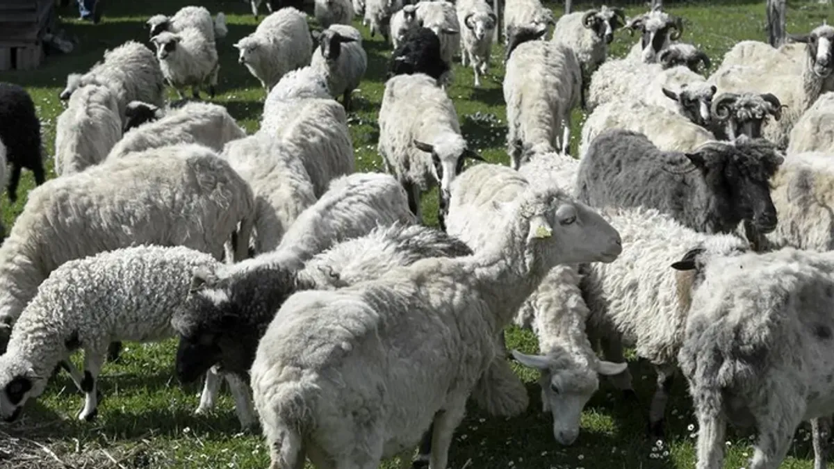 Osumnjičeni je naveo da nije imao namjeru da prevari oštećene, ali da je bio spriječen da im isplati ostatak kupoprodajne cijene