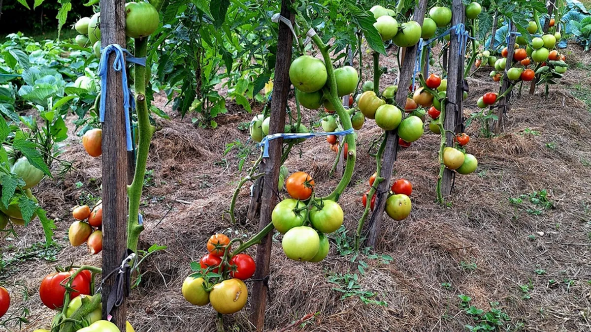 Uz sav mraz, hladnoću, kiše i suše, i sve ovogodišnje klimatske ekstreme, bašta je odlična, napisao je Fazla