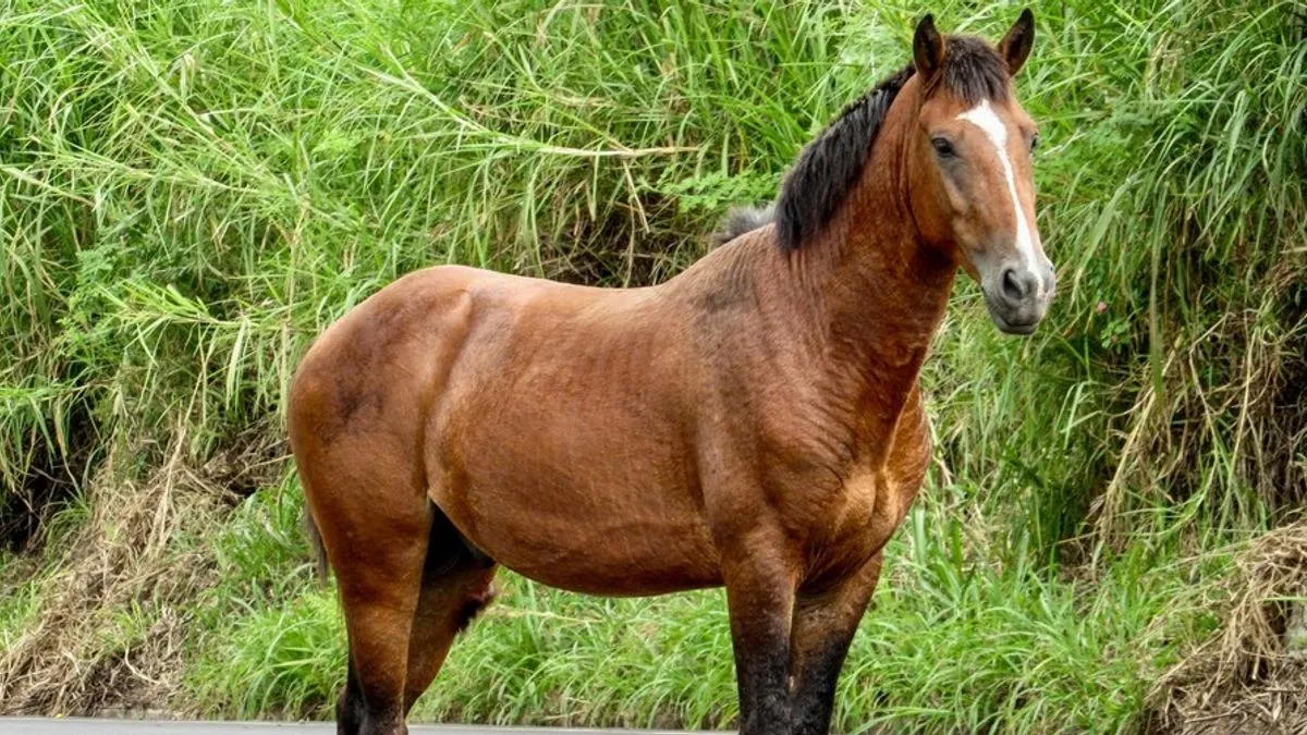 Konj je istrčao s pašnjaka na cestu te ga je vozačica udarila prednjim dijelom automobila