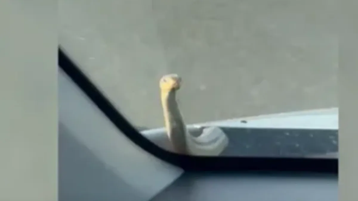 Zmija se je neko vrijeme vrpoljila u vazduhu, no nije ispala iz vozila