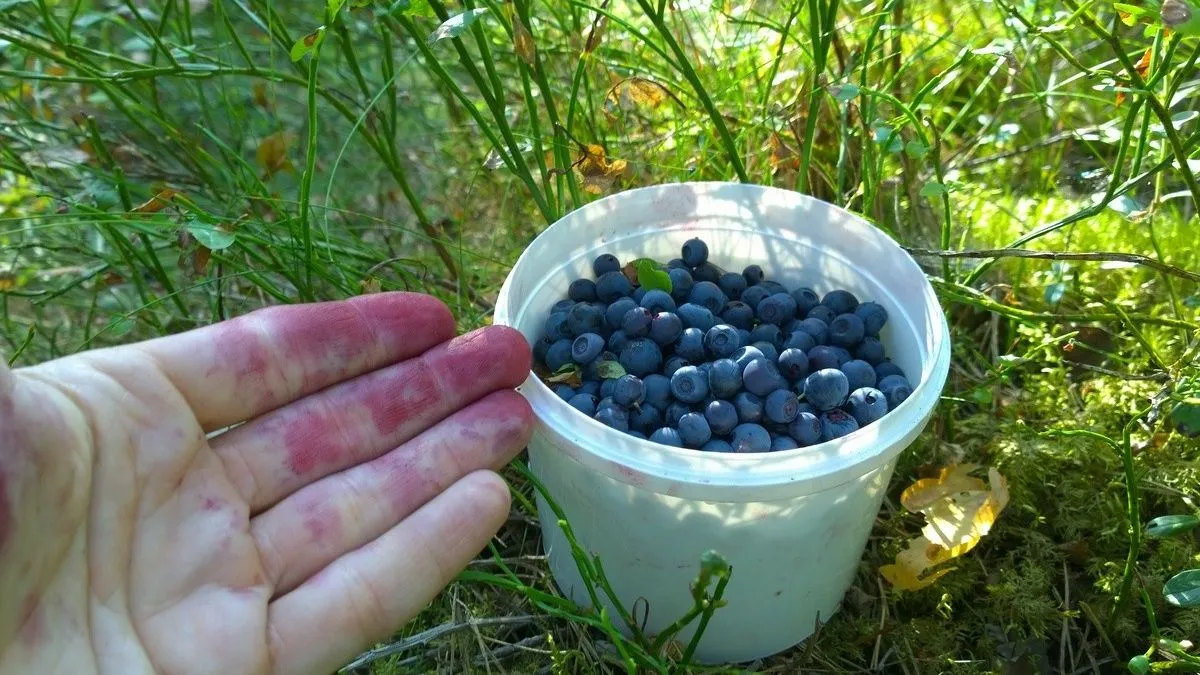 Kupine i maline na pijacama dostižu cijenu i do 16 KM po kilogramu, dok malo pakovanje aronije stoji 2,5 KM. Šljive su oko 3 KM, breskve 5,5 KM, a grožđe 6 KM.