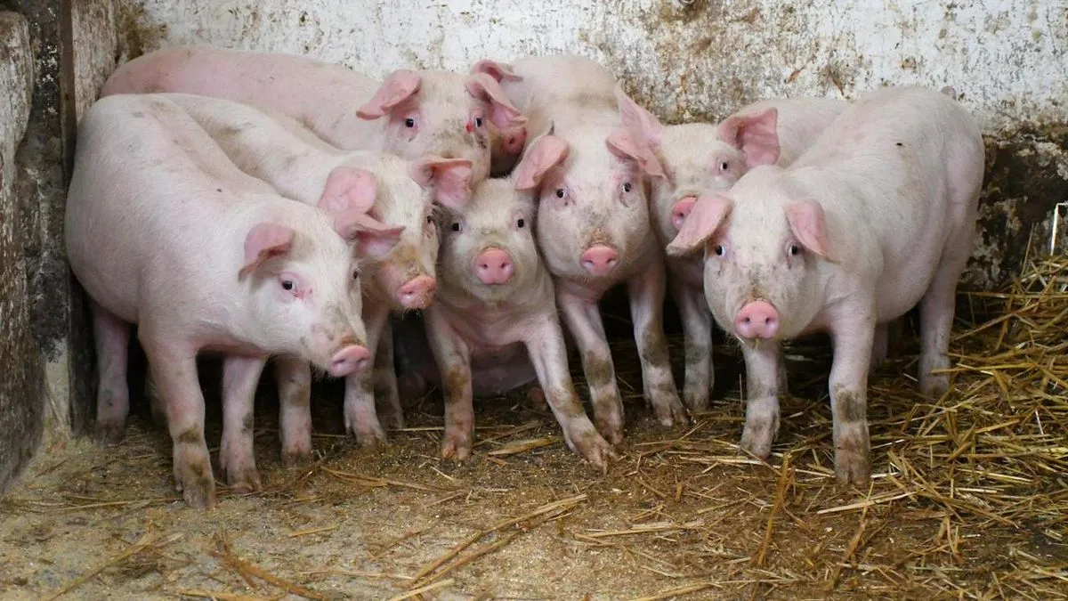 Historija Agroproteinke, biznis familije Grlića Radmana: Svaki leš svinje njima je novac