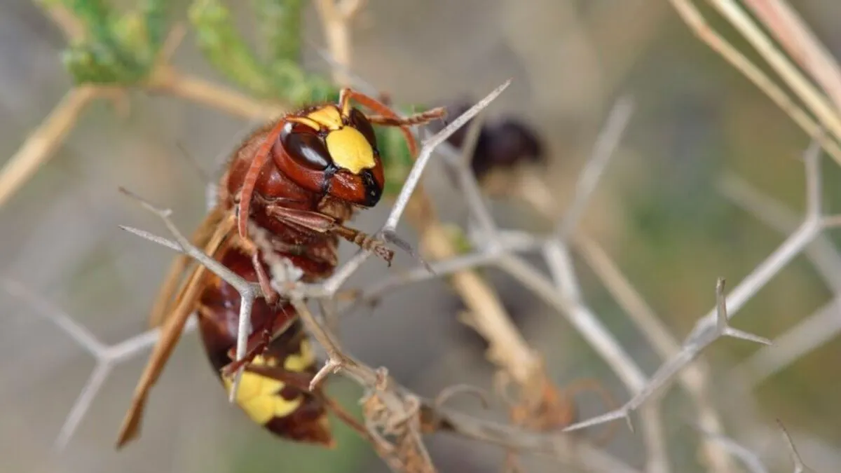 Panika u susjedstvu: Opasni insekt vratio se nakon 50 godina