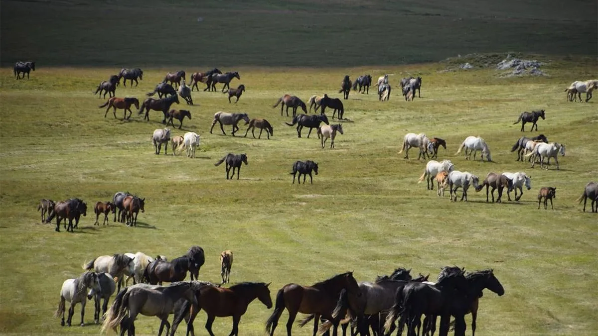 Više od hiljadu divljih konja obitava na području od prijevoja Borova glava do platoa Kruzi, podno planine Cincar