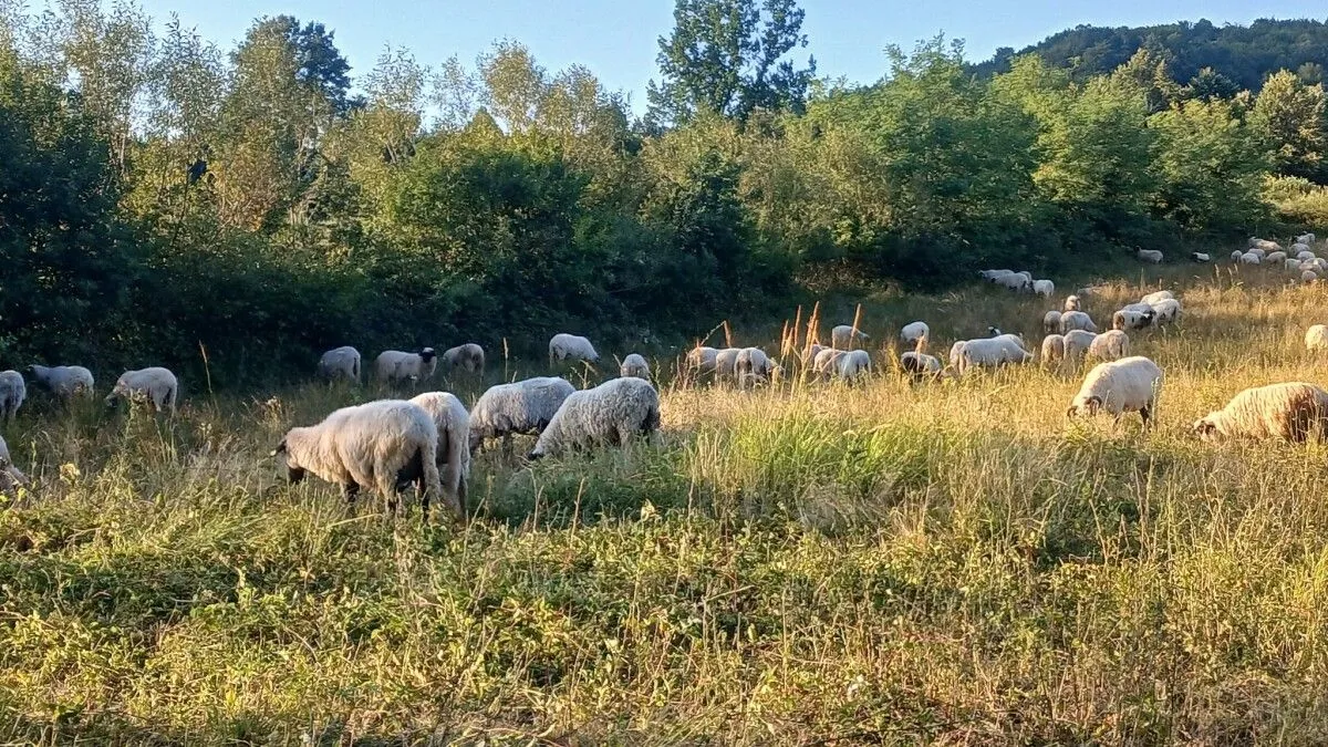 Halid na svom imanju ima 400 ovaca, a svake godine zasije 30 do 40 duluma kukuruza od kojeg pravi silažu.