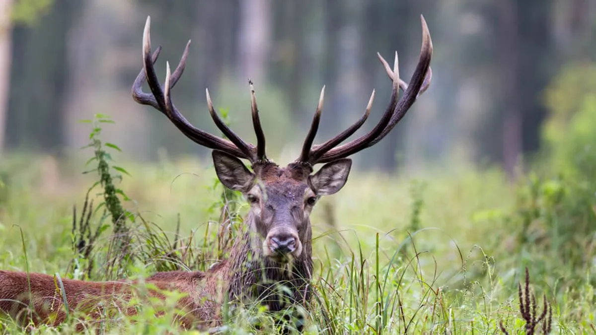 Protiv njega se vodi i krivični postupak, a mogao bi dobiti najmanje šest mjeseci zatvora