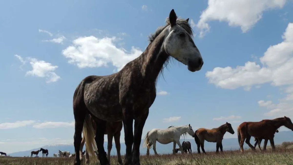 Za konje - 10.000 KM iz budžeta