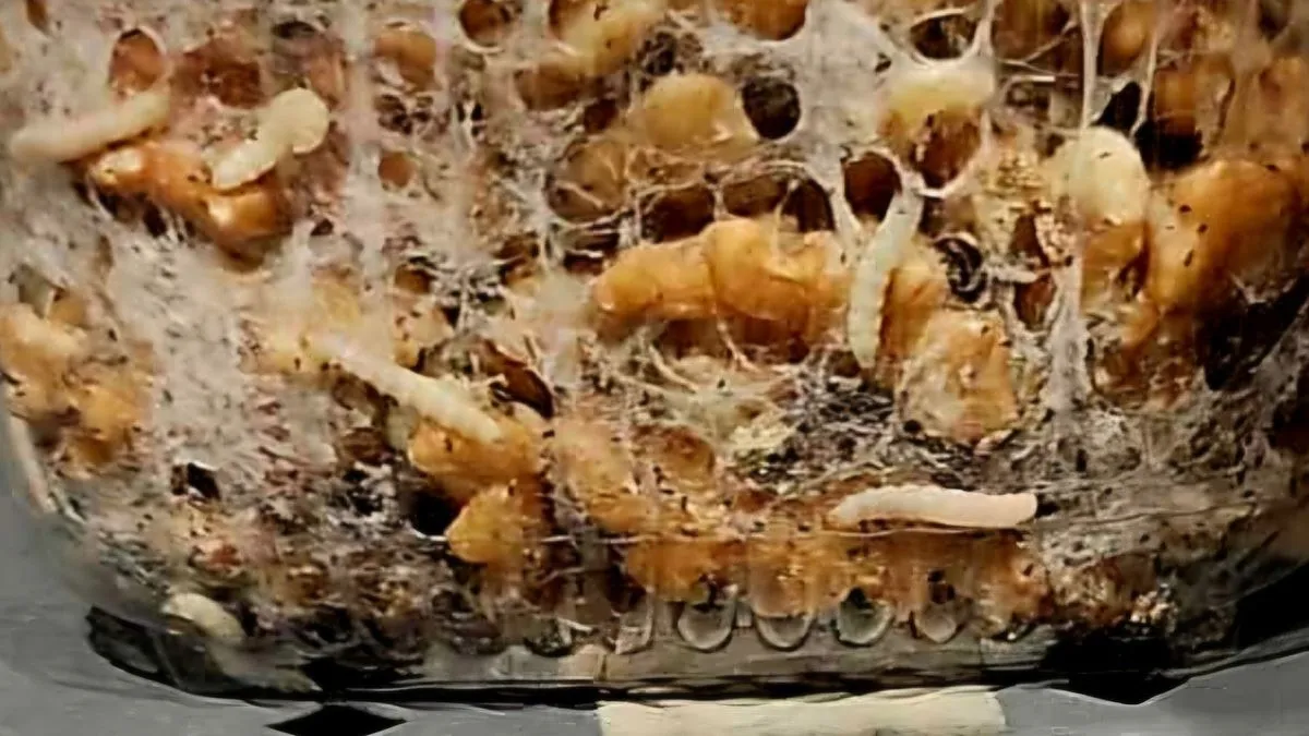 Hrvati bijesni zbog prizora u prodavnici! Na rafama sa orašastim plodovima, zatekli jeziv detalj