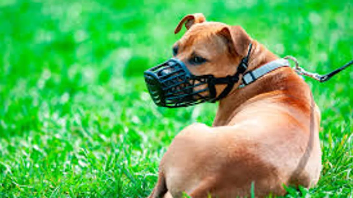 Brnjica, povodac i kavez: Stroga pravila za opasne pse u KS, inspekcija već oduzela 13 pasa