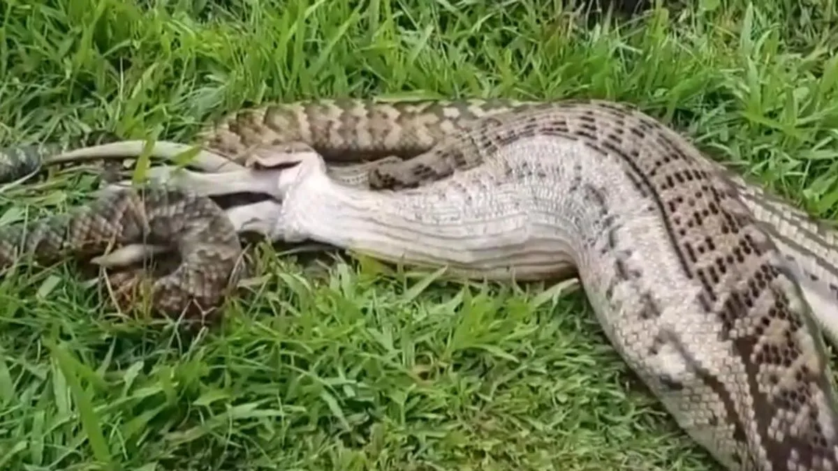 Policija je potvrdila da je farmera usmrtio piton i obavijestila njegovu suprugu Devi i njihovo troje djece o nesreći