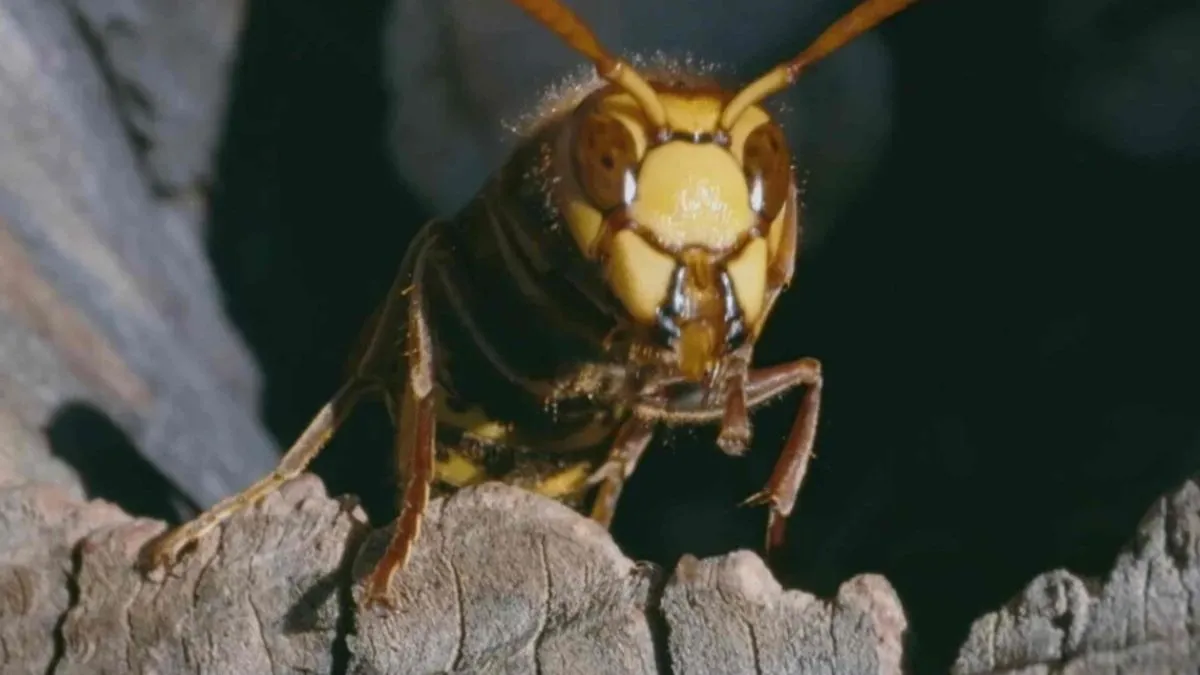 Nakon uboda izazviva brojne alergijske reakcije, čak i smrt
