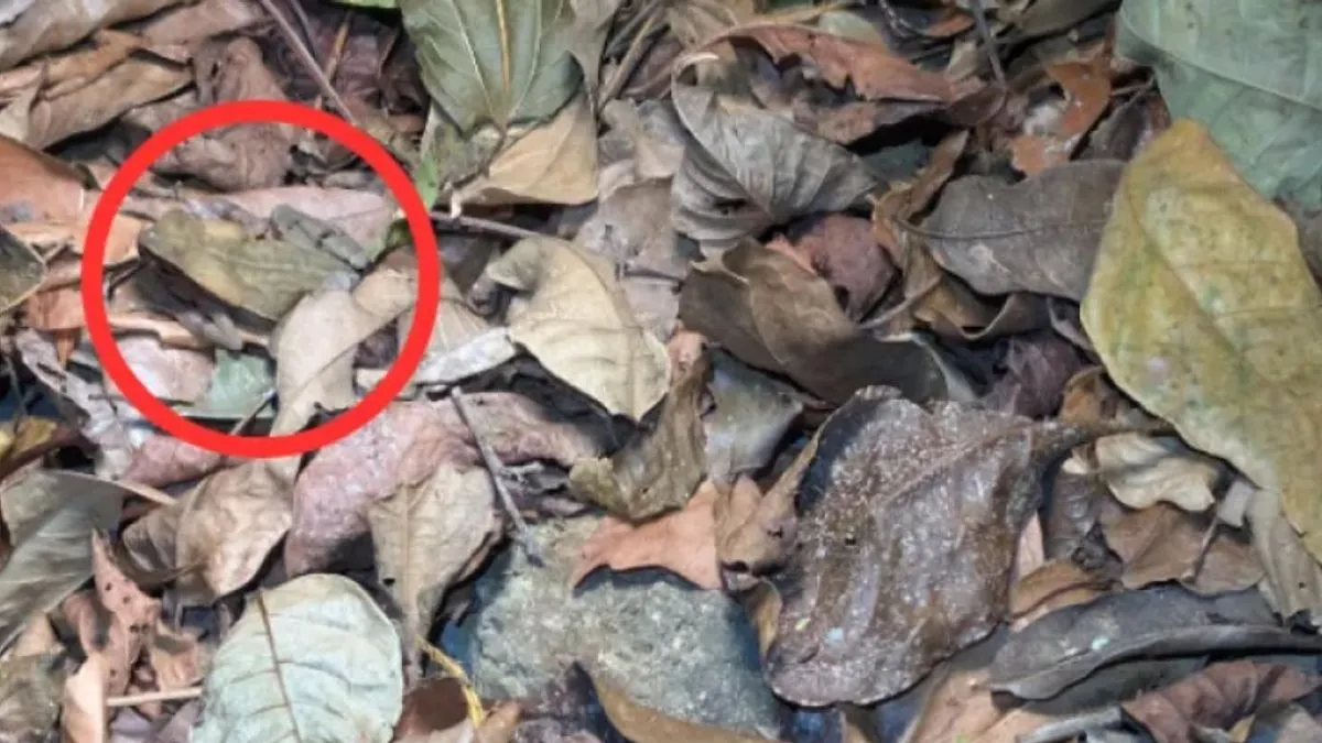 Zadatak koji je zaludio mreže: Ako uočite žabu u roku od tri sekunde, imate oči sokolove 