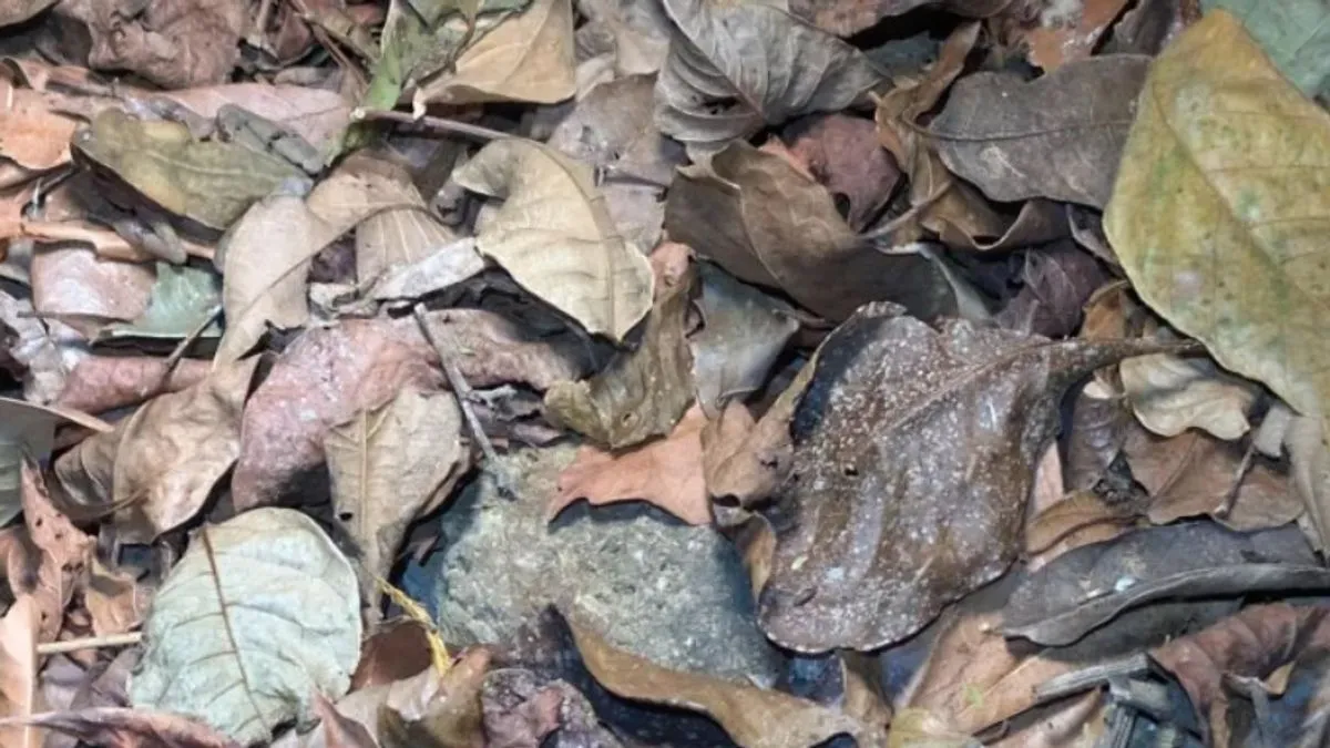 Naizgled obična fotografija šumskog tla prekrivenog lišćem skrivala je pravi mali misterij