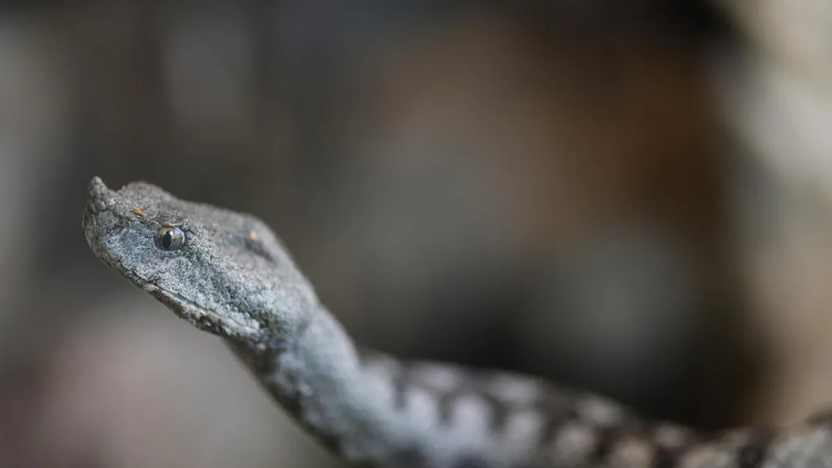 Djevojčicu (5) ugrizao poskok: Počela je povraćati i gubiti svijest, a noga je poplavila