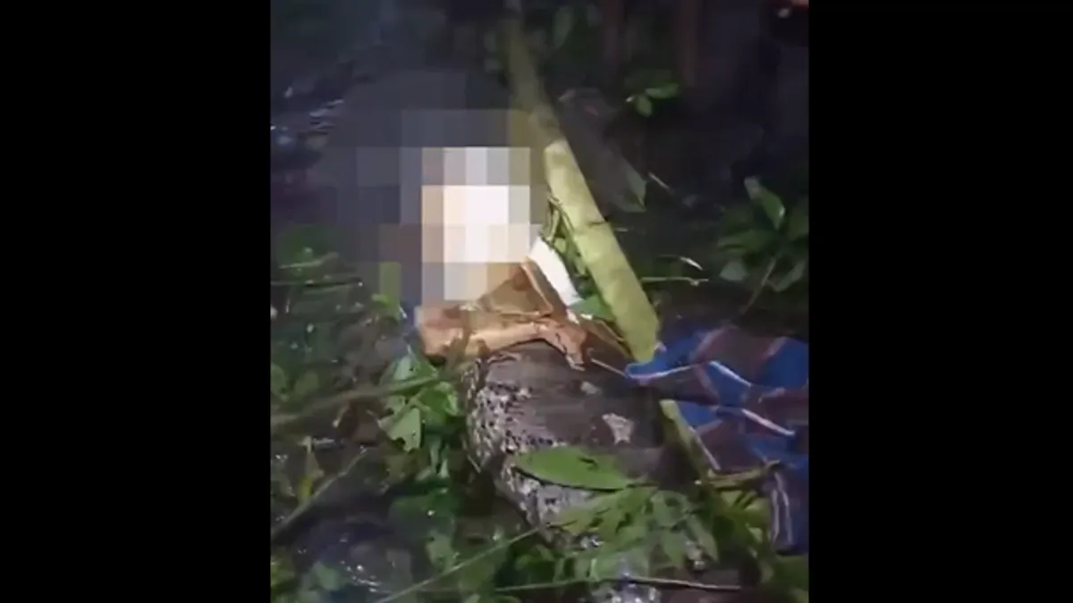 Pecu progutao piton dug sedam metara! Prizor je zastrašujući, mještani rasporili ogromnu zmiju!