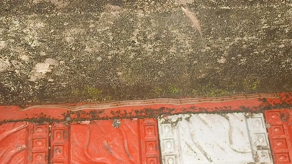 Iako je većini na prvu promaknula, zmija se zapravo nalazi točno tamo gdje su mnogi gledali više puta