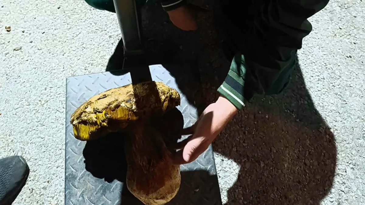 Selvedin pronašao 'kralja' šume: Vrganj od 3,8 kilograma!