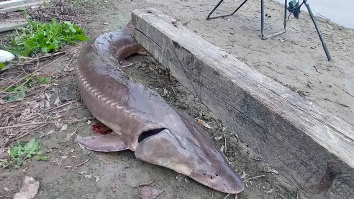 Herojska pobjeda ribara: Upecao neman od 35 kilograma! Detalji dramatične 40-minutne borbe