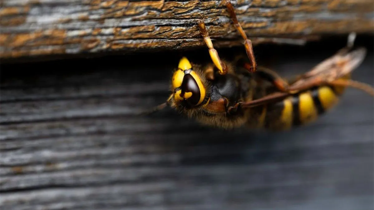 Kako navode mještani, nesreća se dogodila iznenada, a ujed je bio u predjelu vrat
