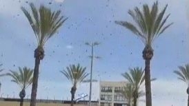 Pčele napale Izrael