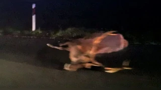 Jelen izazvao nesreću