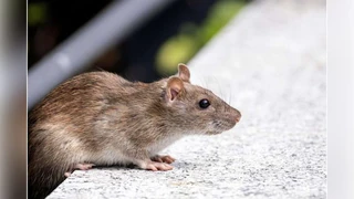 Hantavirus