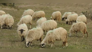 Kurban
