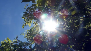 Sunce u junu