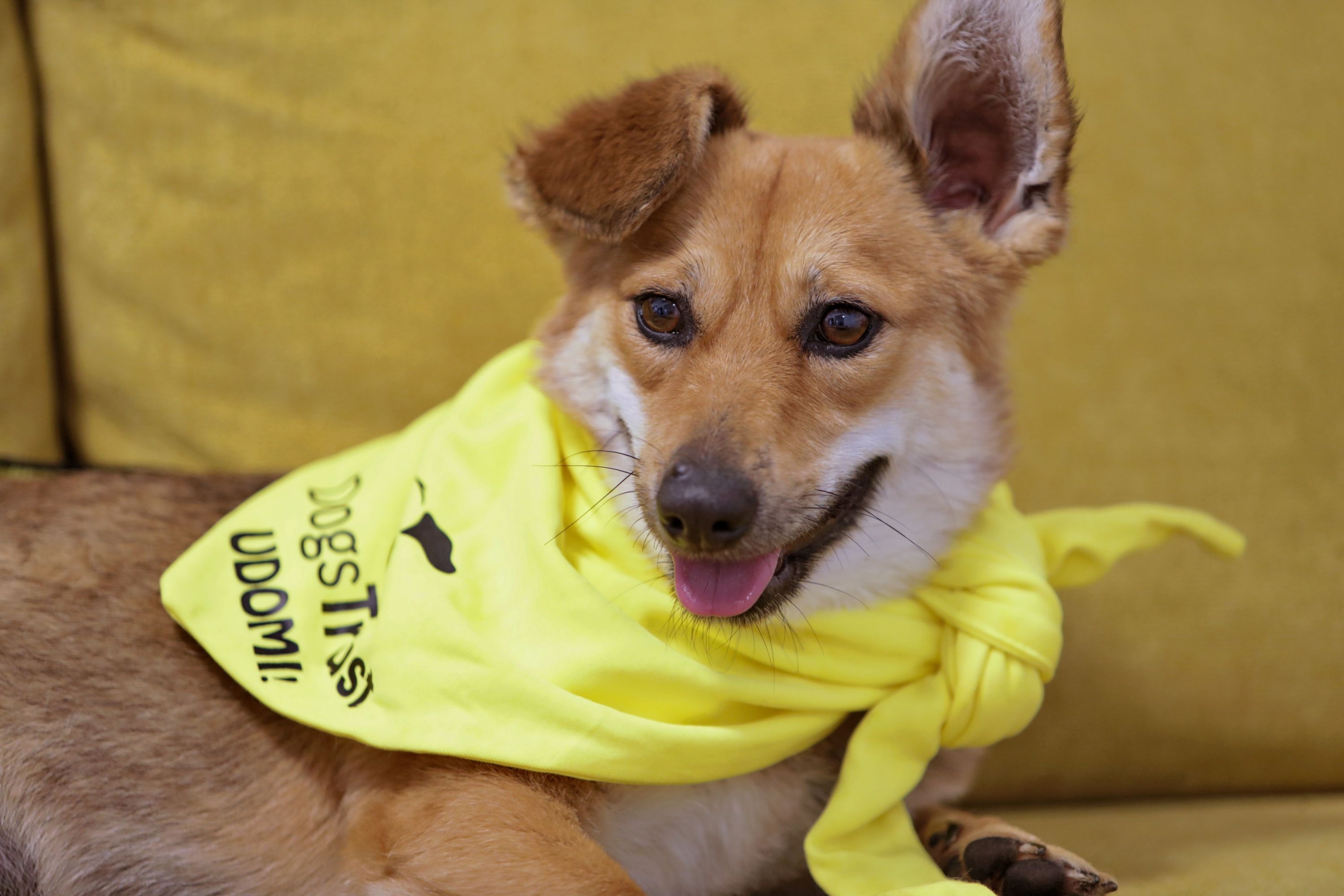 Rowenta BiH uručila donaciju fondaciji Dogs Trust BiH, kupci podržali udomljavanje pasa
