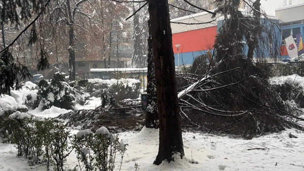 U sarajevskom naselju se srušilo stablo kod škole, građani zabrinuti: Nadležni prebacuju odgovornost