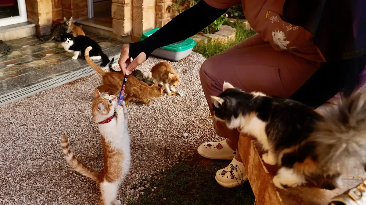 U Libiji otvoren luksuzni hotel s pet zvjezdica za mačke