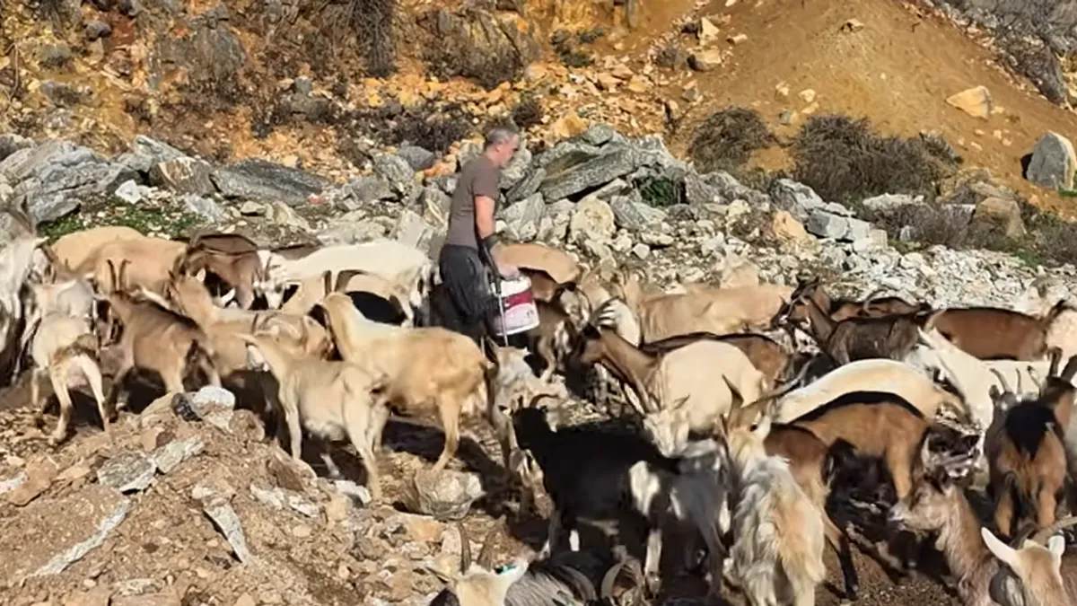 Zoran nema nogu, čuva 150 koza i traži treću ženu: U pet sam već na nogama